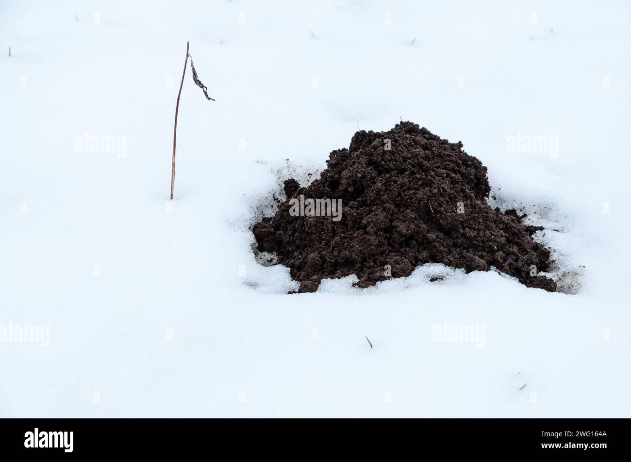 A pristine white snowy field with a small brown molehill Stock Photo