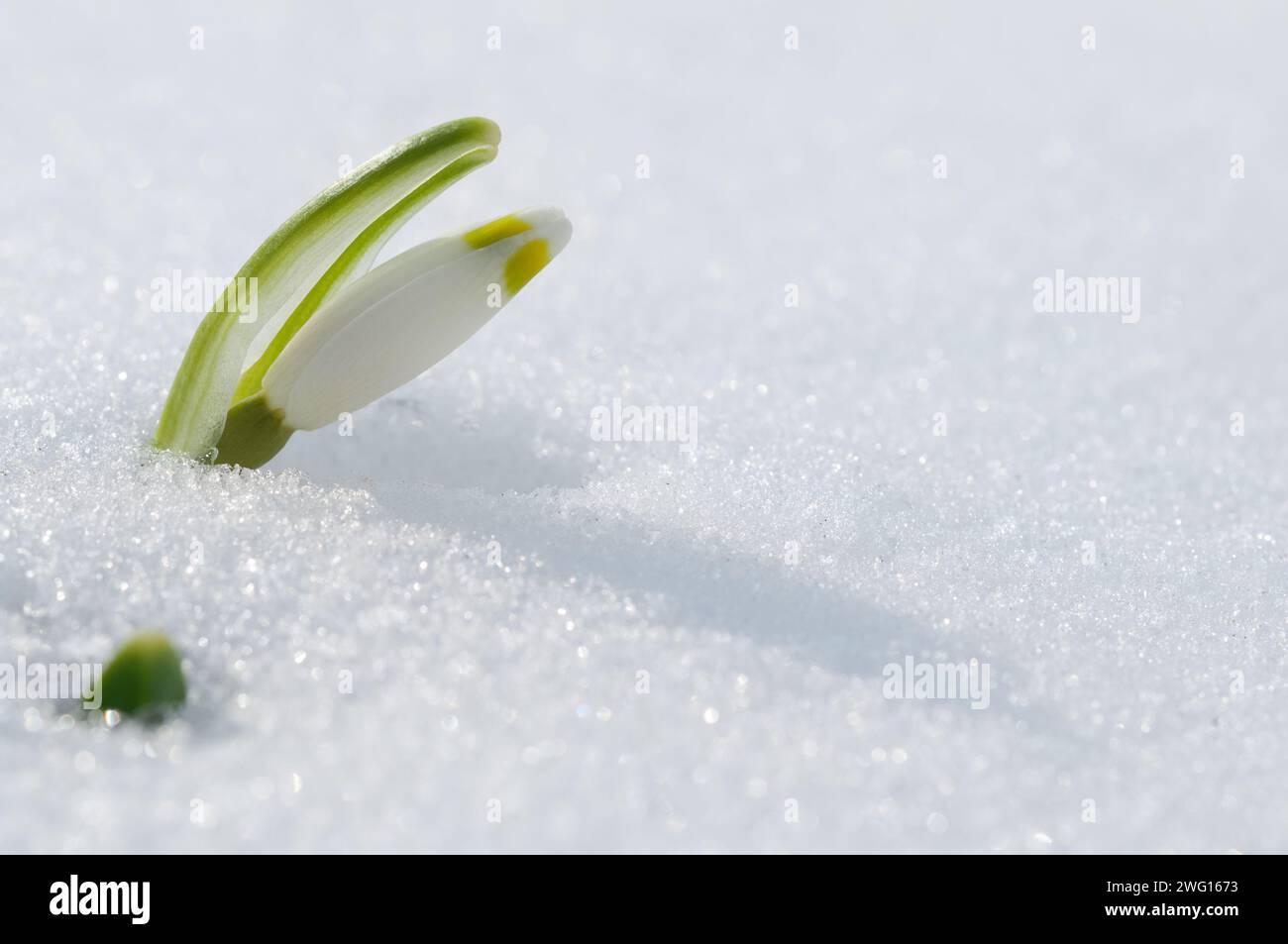 A closeup shot of a spring flower sprouting out from a field covered in snow Stock Photo