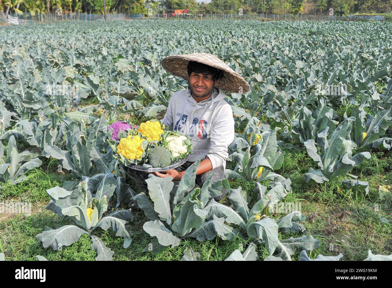 Multi Colored Cauliflower Farming in Bangladesh 30 January 2024 Sylhet, Bangladesh: Young farmer MITHUN DEY is working in his colorful cauliflower fields. He cultivated total of 6-color cauliflower along with Valentina and Corotina hybrid 2 varieties which has Anti-diabetic and anti-cancer properties, also different in taste. Sylhet Bangladesh Copyright: xMdxRafayatxHaquexKhanxxEyepixxGrx Stock Photo