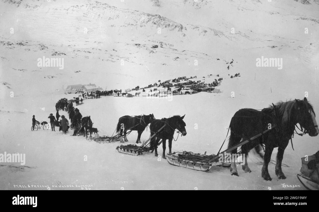 Mules and horse 1900's hi-res stock photography and images - Alamy