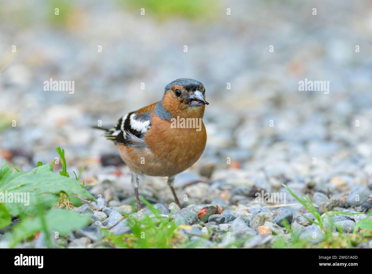 A male Common Chaffinch standing on the ground, sunny day in summer Prad am Stilfserjoch Italy Stock Photo