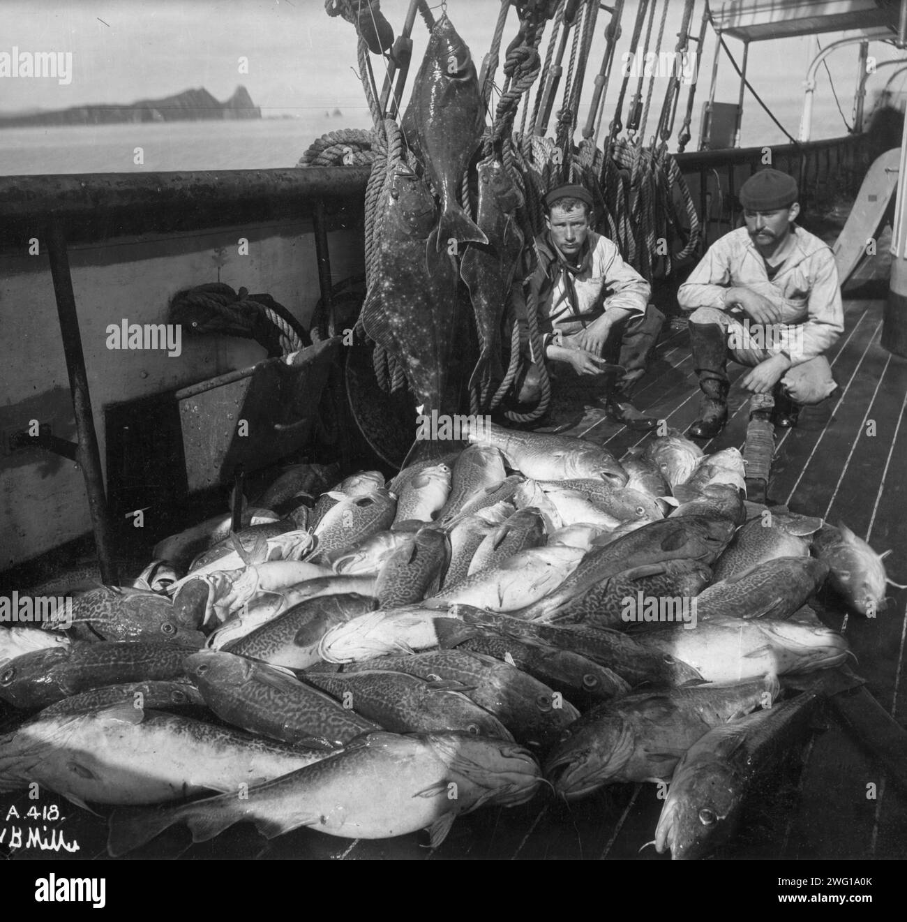 Where halibut Black and White Stock Photos & Images Alamy