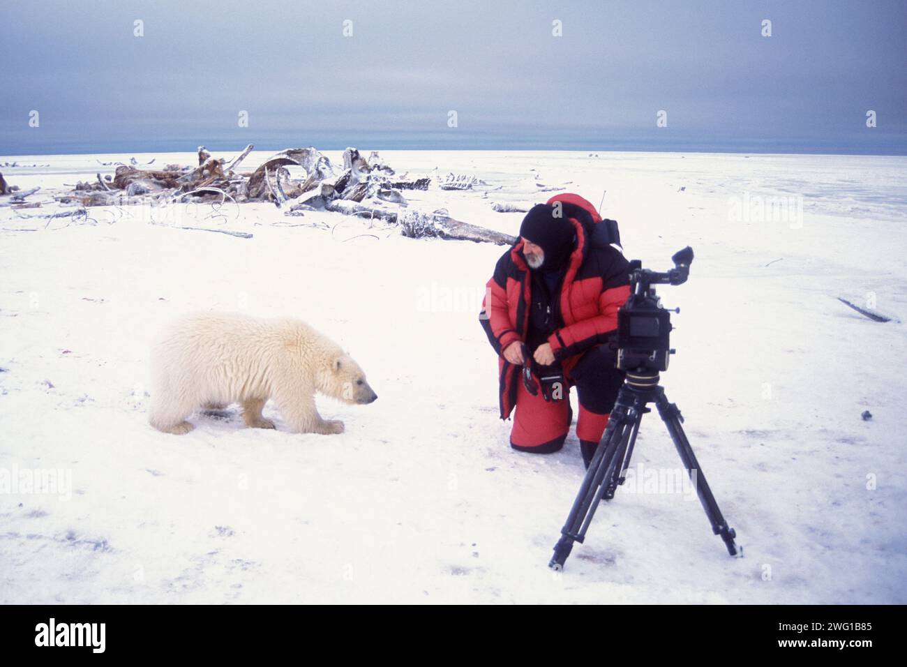polar bear, Ursus maritimus, curious cub checks out a photographer on the pack ice Kaktovik Barter island 1002 area ANWR Alaska Stock Photo