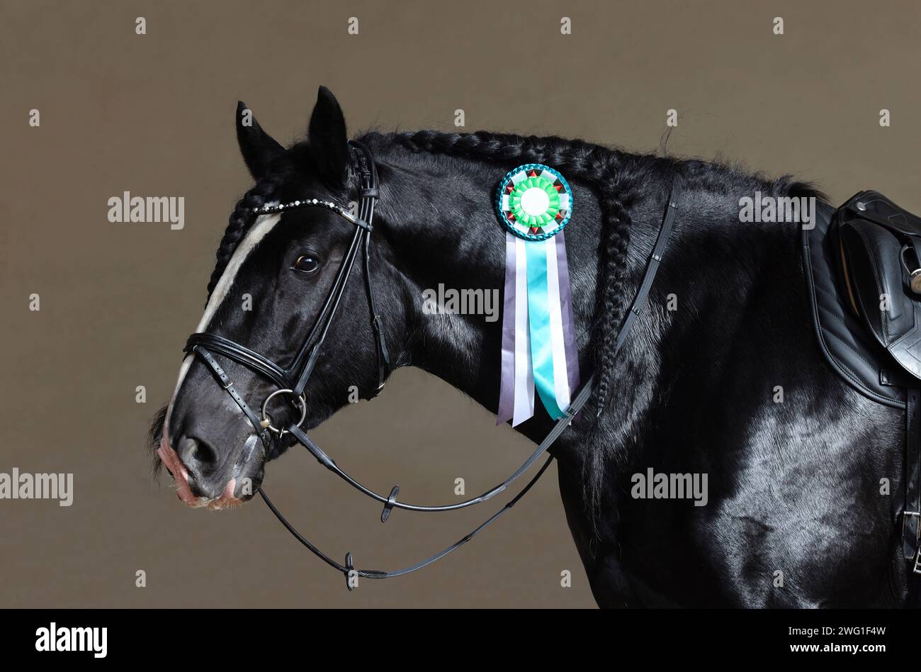 Black shire heavy draft horse portrait with the rosette on the dark background Stock Photo