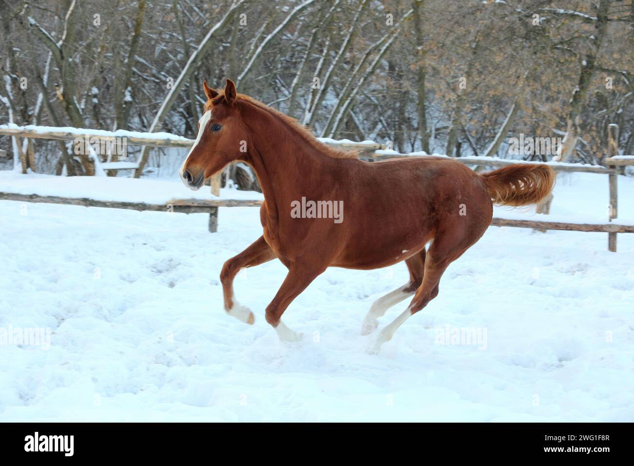 Chestnut race horse runs gallop in winter farm Stock Photo