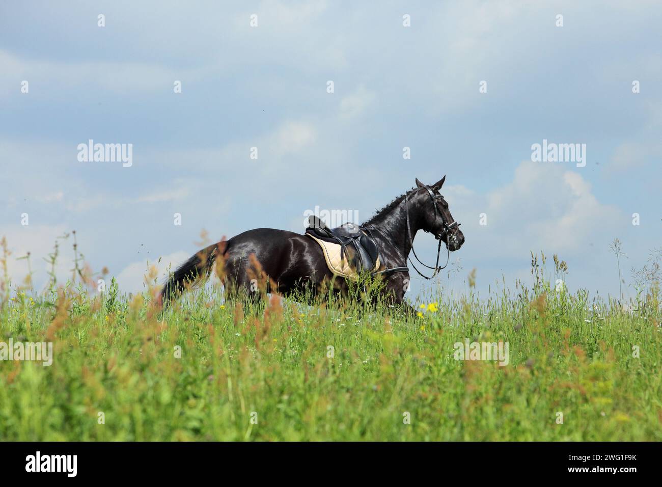 Horse who has lost his rider while a three-day-event competition Stock Photo