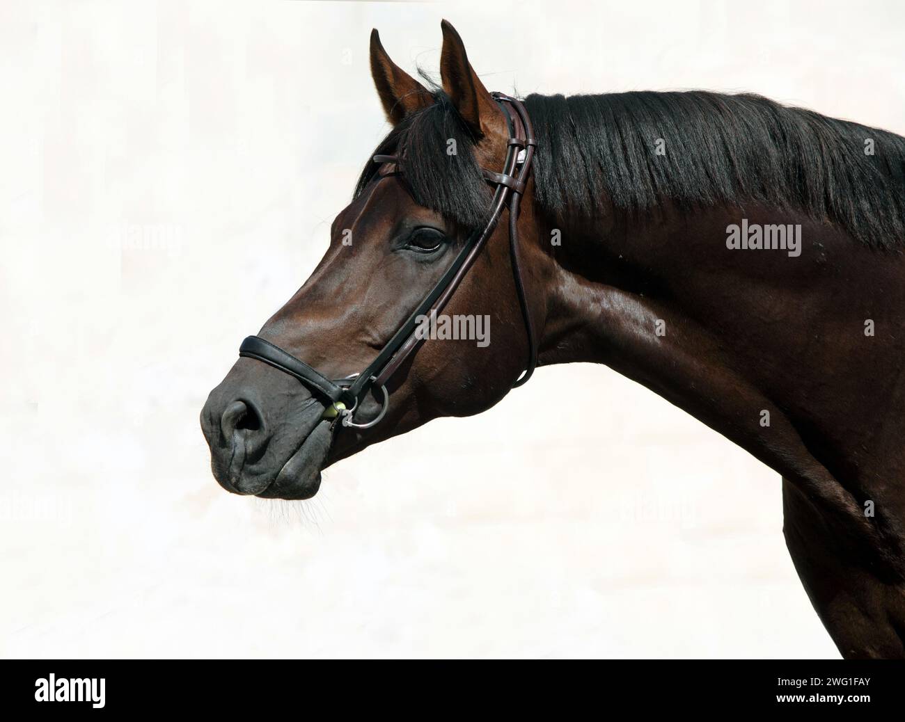 The thoroughbred racing black horse in light background Stock Photo