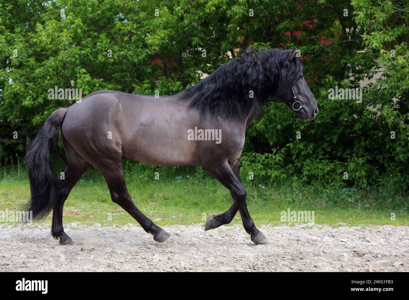 Tinker traveller pony with long tail and hairy feet Stock Photo