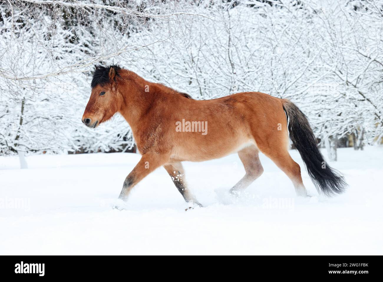 Heavy draft horse stallion runs trot in winter evening ranch Stock Photo Alamy