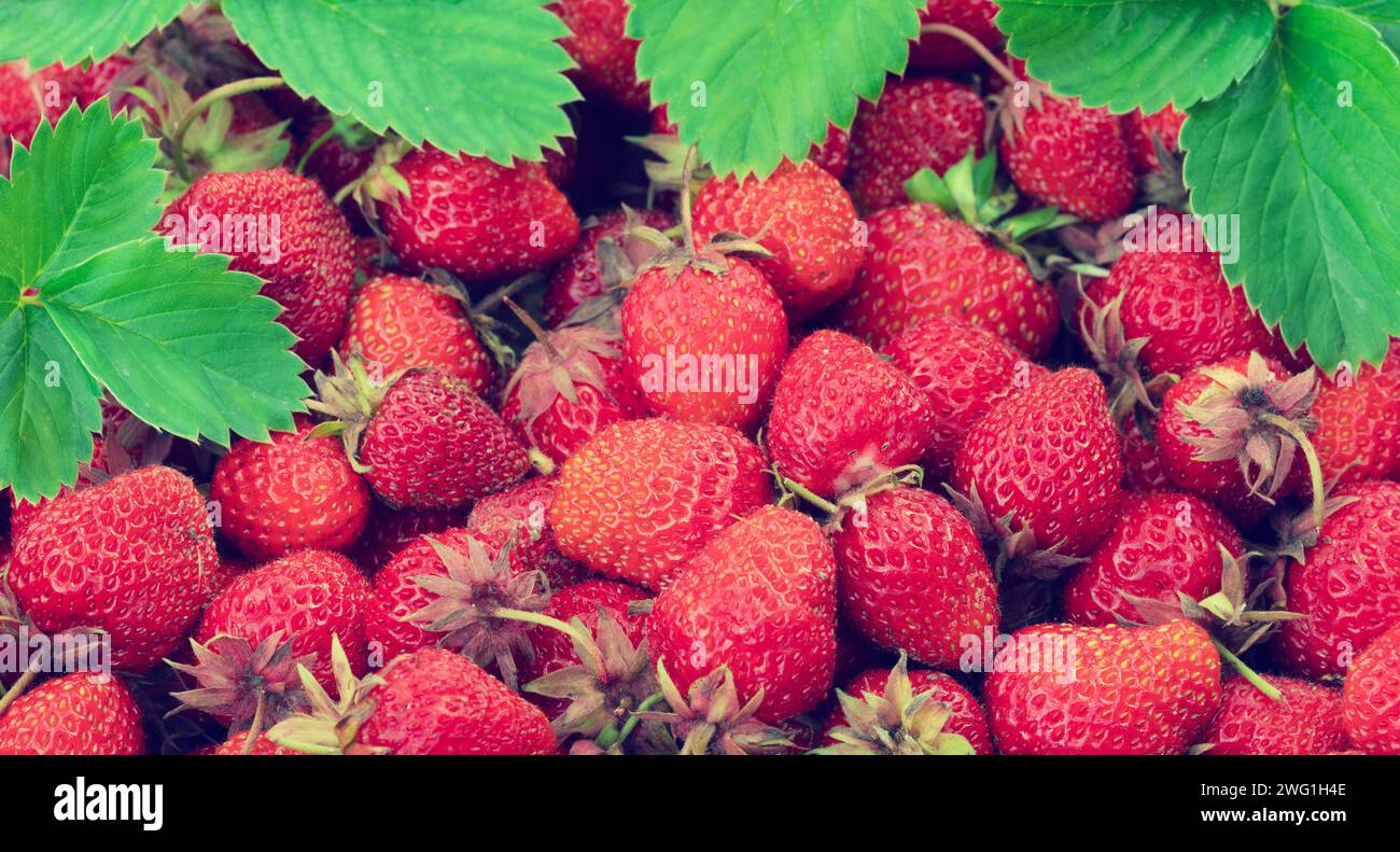 Fresh organic strawberry in the garden Stock Photo - Alamy