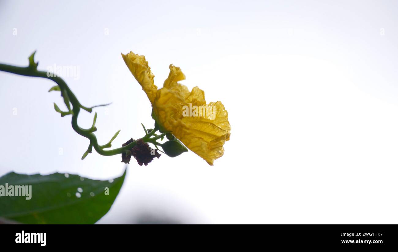 A close-up of a vibrant yellow flower with a delicate leaf tip. Stock Photo