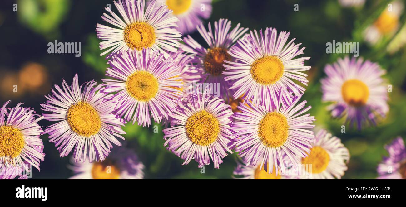 Erigeron flowers. Beautiful nature flowers background. Spring nature background. Top view. Horizontal banner Stock Photo