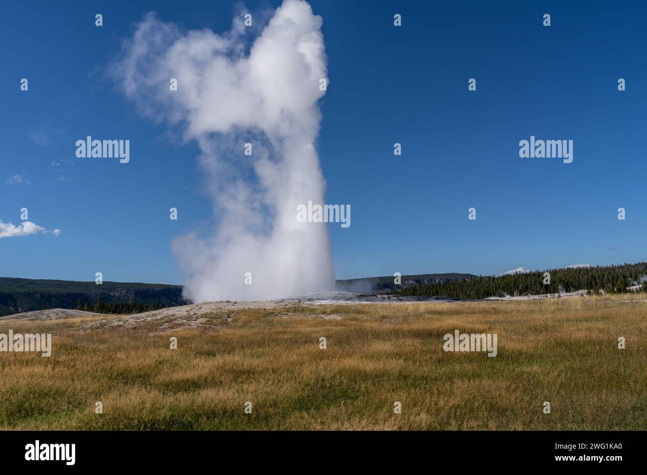Old Faithful erupts in Yellowstone National Park, Wyoming Stock Photo