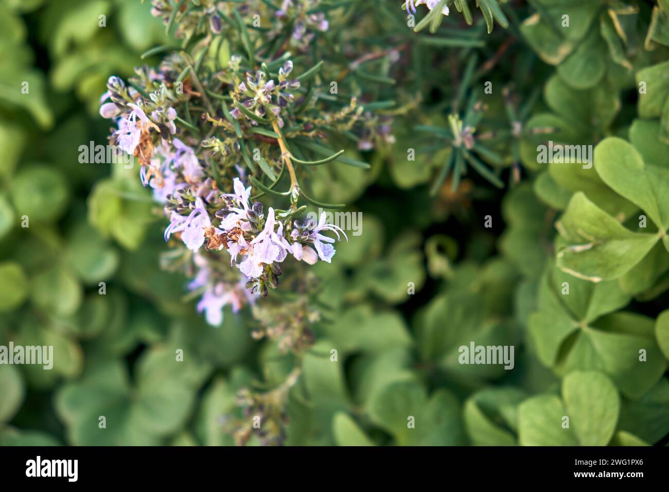 Rosemary (Salvia rosmarinus) in flower and giant clover (Trifolium, Oxalis articulata) in the patio of a town house. Detail plan. Stock Photo