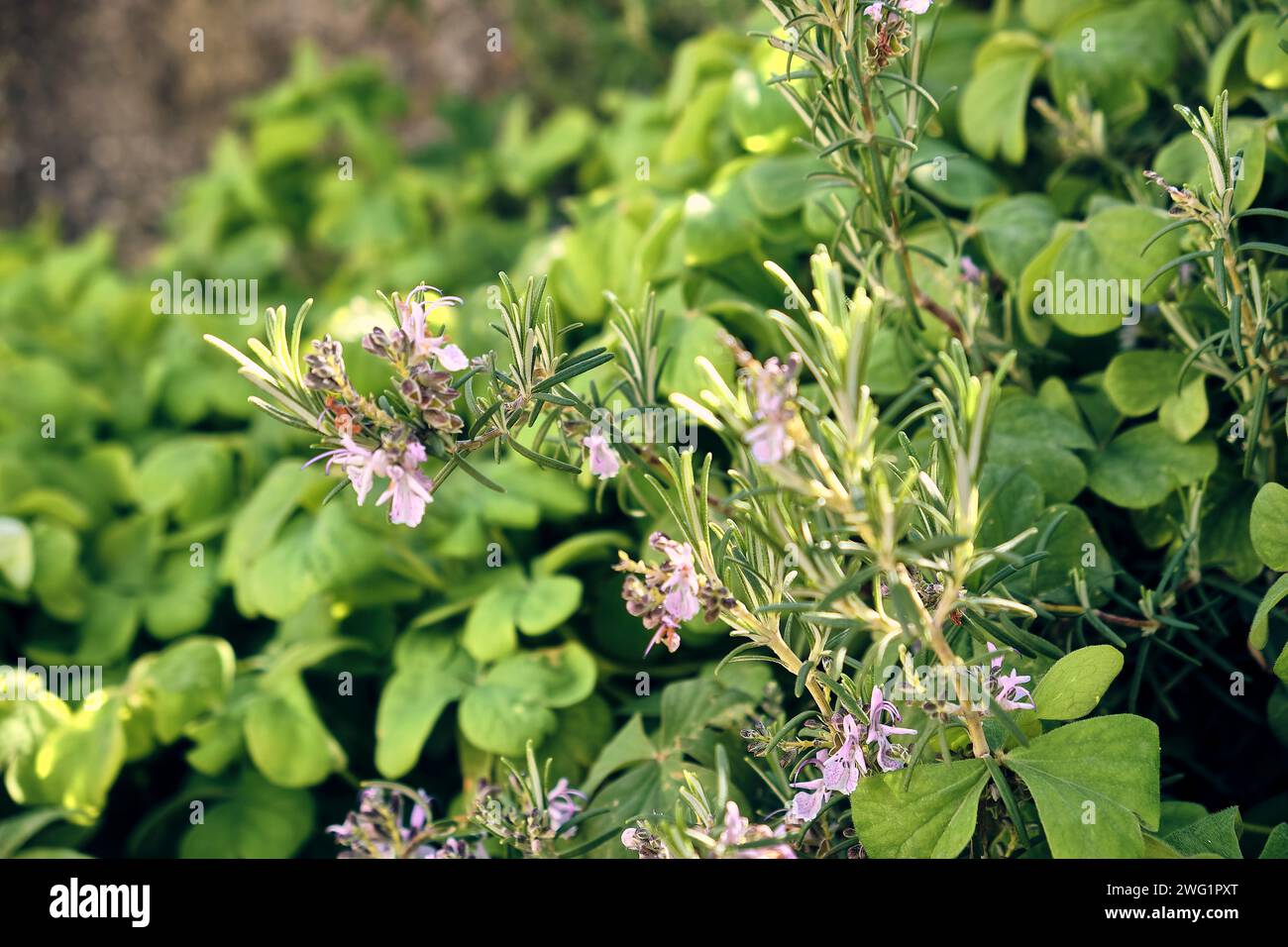 Rosemary (Salvia rosmarinus) in flower and giant clover (Trifolium, Oxalis articulata) in the patio of a town house. Detail plan. Stock Photo