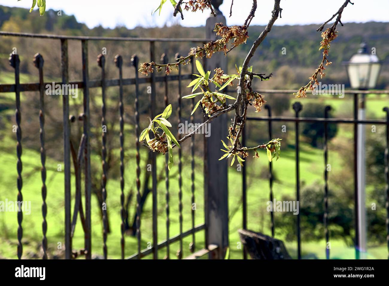 Patio of town house with views of the mount. Fence & Almond blossoms detail plan. Stock Photo