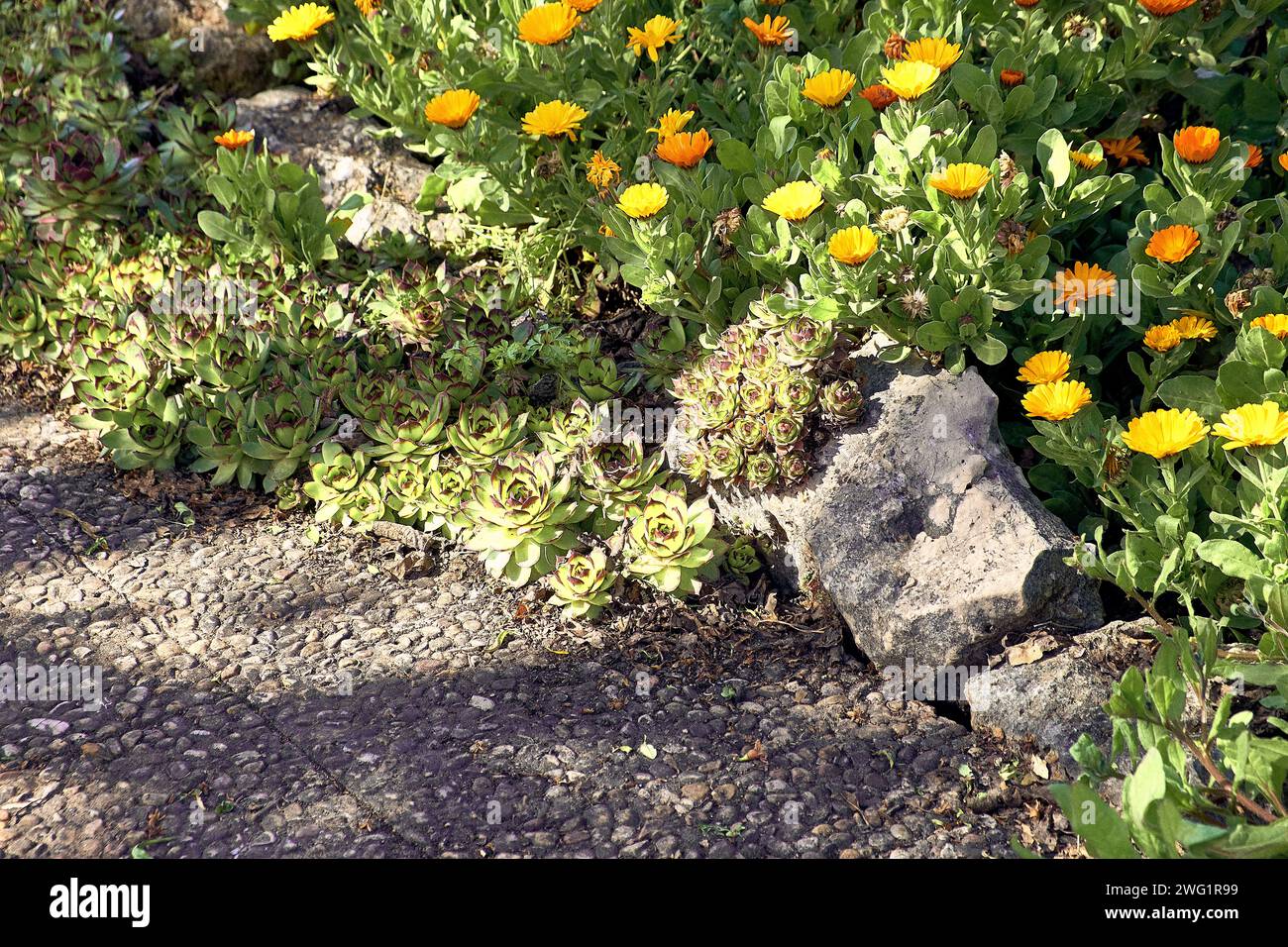 Stone planter in patio of town house. Planter detail plan. Stock Photo