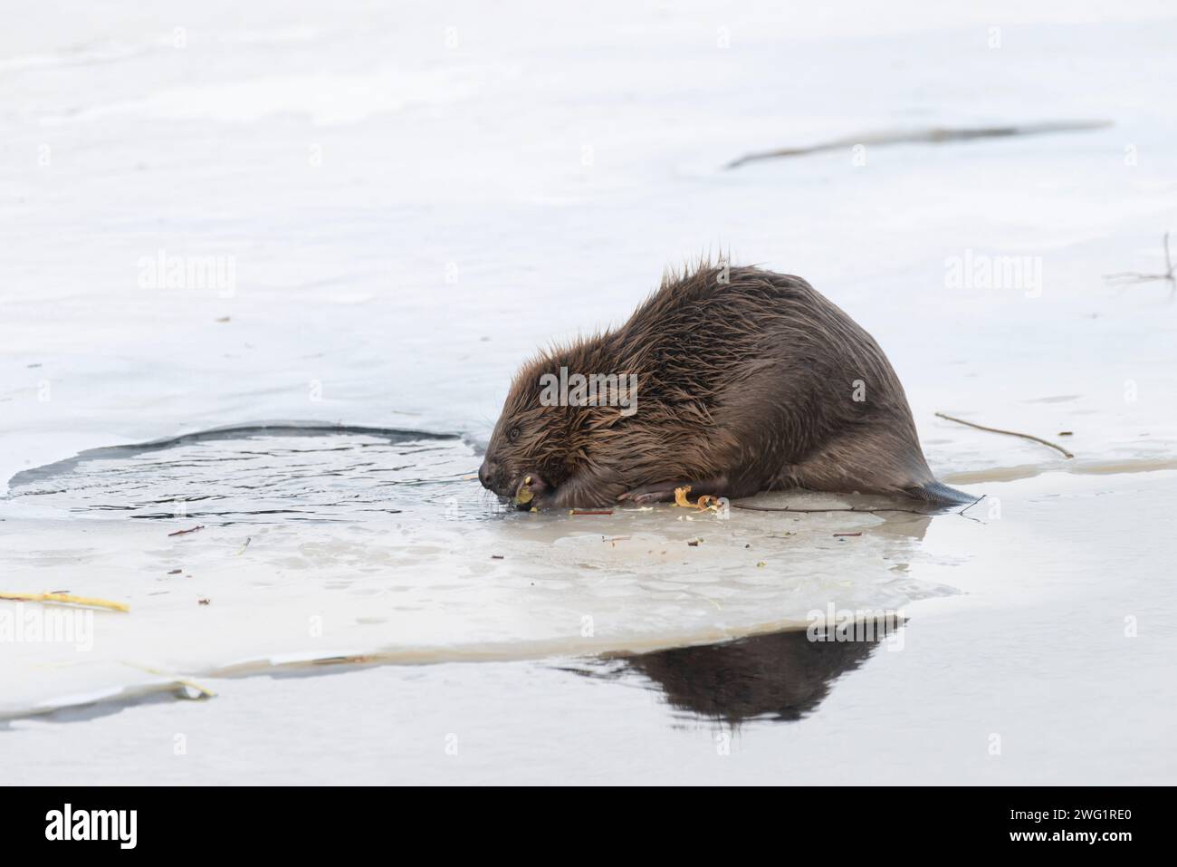 Beaver. Castor fiber Stock Photo