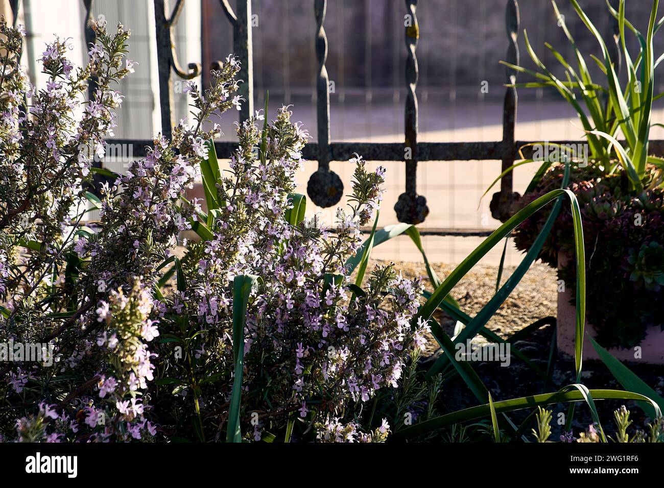 Rosemary in the patio of a town house. Detail plan with trellises in the background. Stock Photo