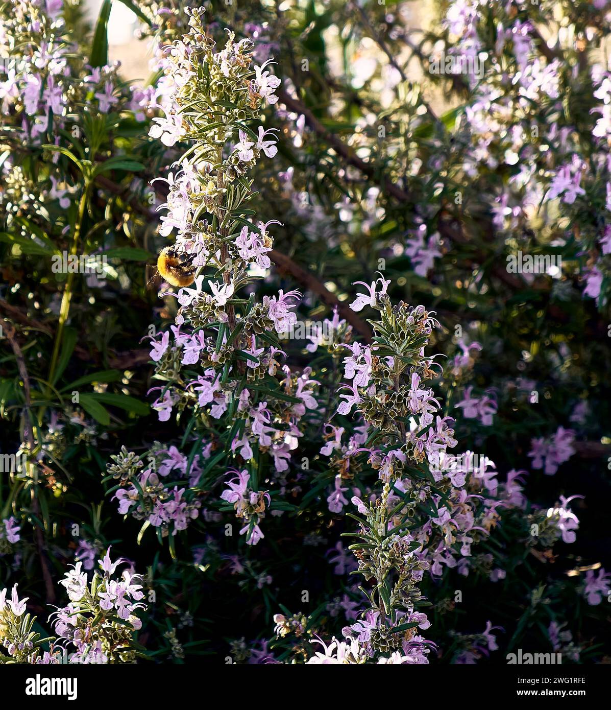 Rosemary in the patio of a town house. Detail plan with bee sucking. Stock Photo
