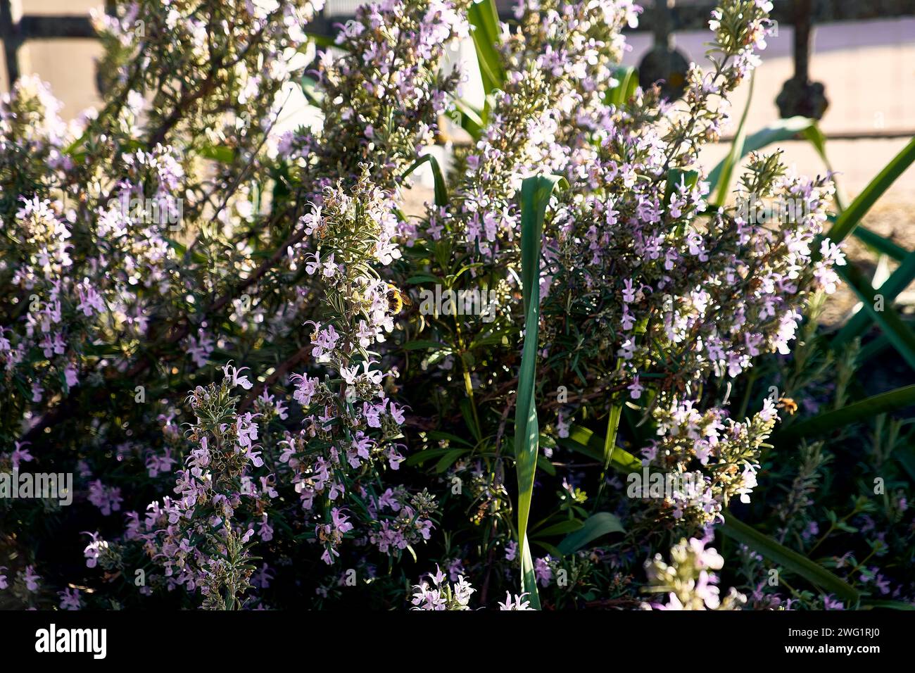 Rosemary in the patio of a town house. Detail plan with bees sucking around and fence in the background. Stock Photo