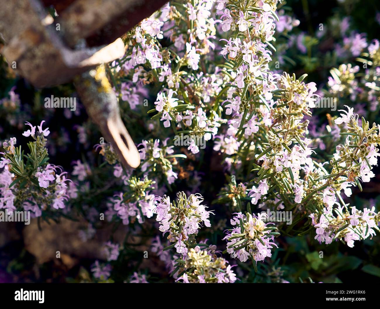 Rosemary in the patio of a town house. Stock Photo