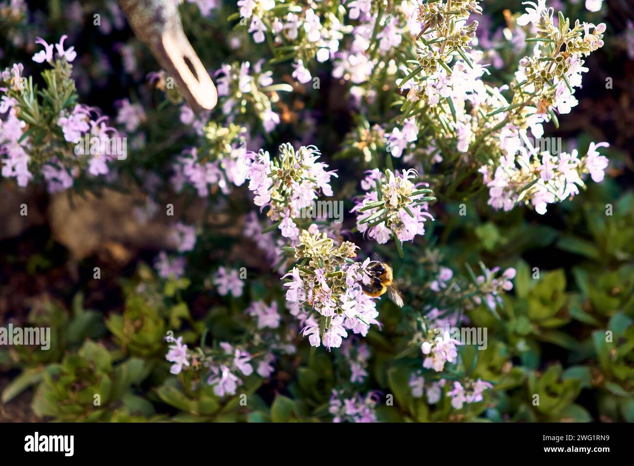 Rosemary in the patio of a town house. Detail plan with bee sucking. Stock Photo
