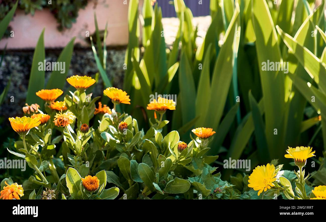 Marigolds (Calendula officinalis) in the patio of a town house. Detail plan with lilies and immortelles around. Stock Photo