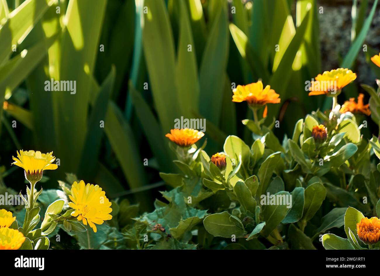 Marigolds (Calendula officinalis) in the patio of a town house. Detail plan with lilies around. Stock Photo