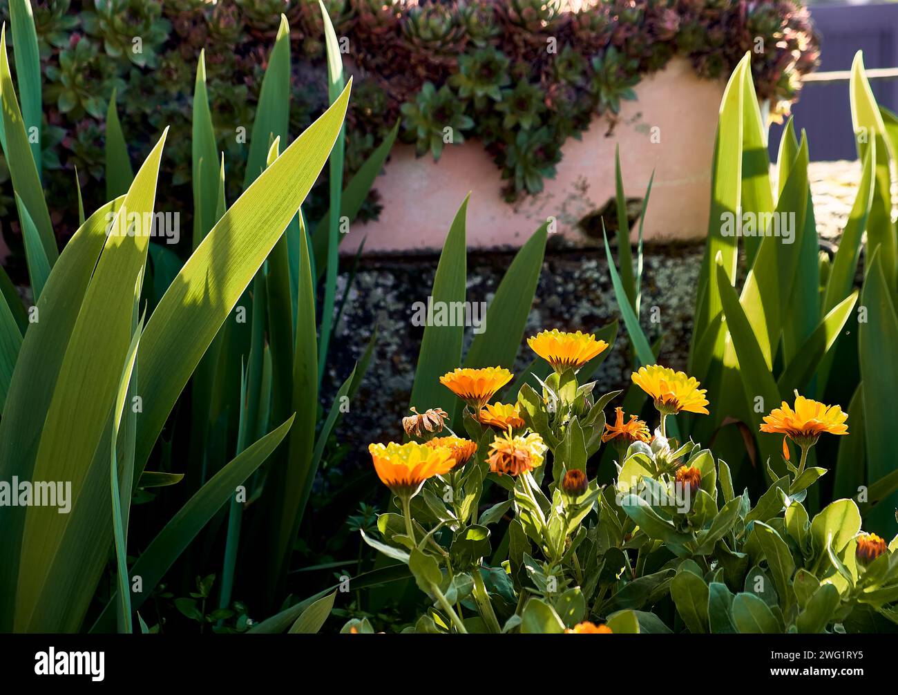 Marigolds (Calendula officinalis) in the patio of a town house. Detail plan with lilies and immortelles around. Stock Photo