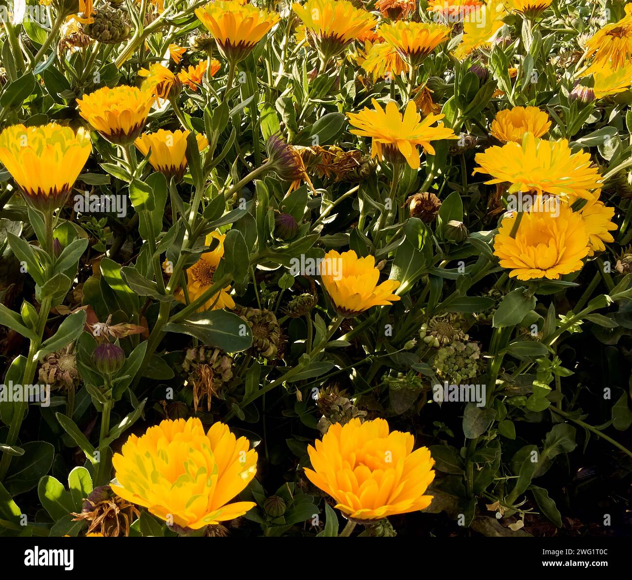 Marigolds (Calendula officinalis) in the patio of a town house. Detail plan. Stock Photo