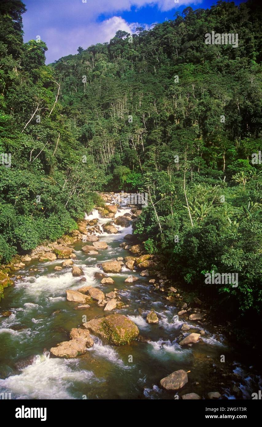 Stream in Amazonas Stock Photo