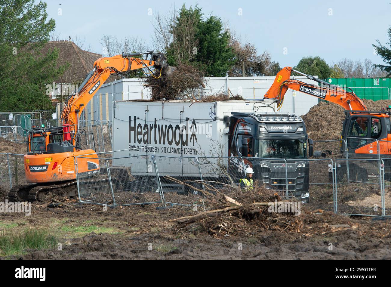 Maidenhead, UK. 2nd February, 2024. Having felled a Woodland Trust Tree