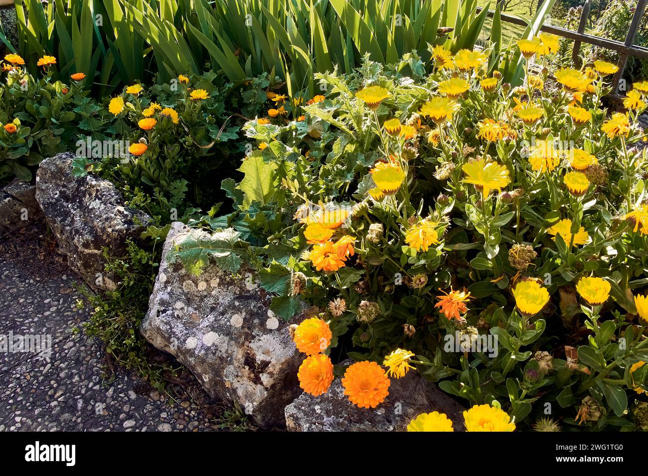 Marigolds (Calendula officinalis), lilies (Iris) and thistle (Silybum marianum) in town house. Detail plan in stone planter with sunset backlight. Stock Photo