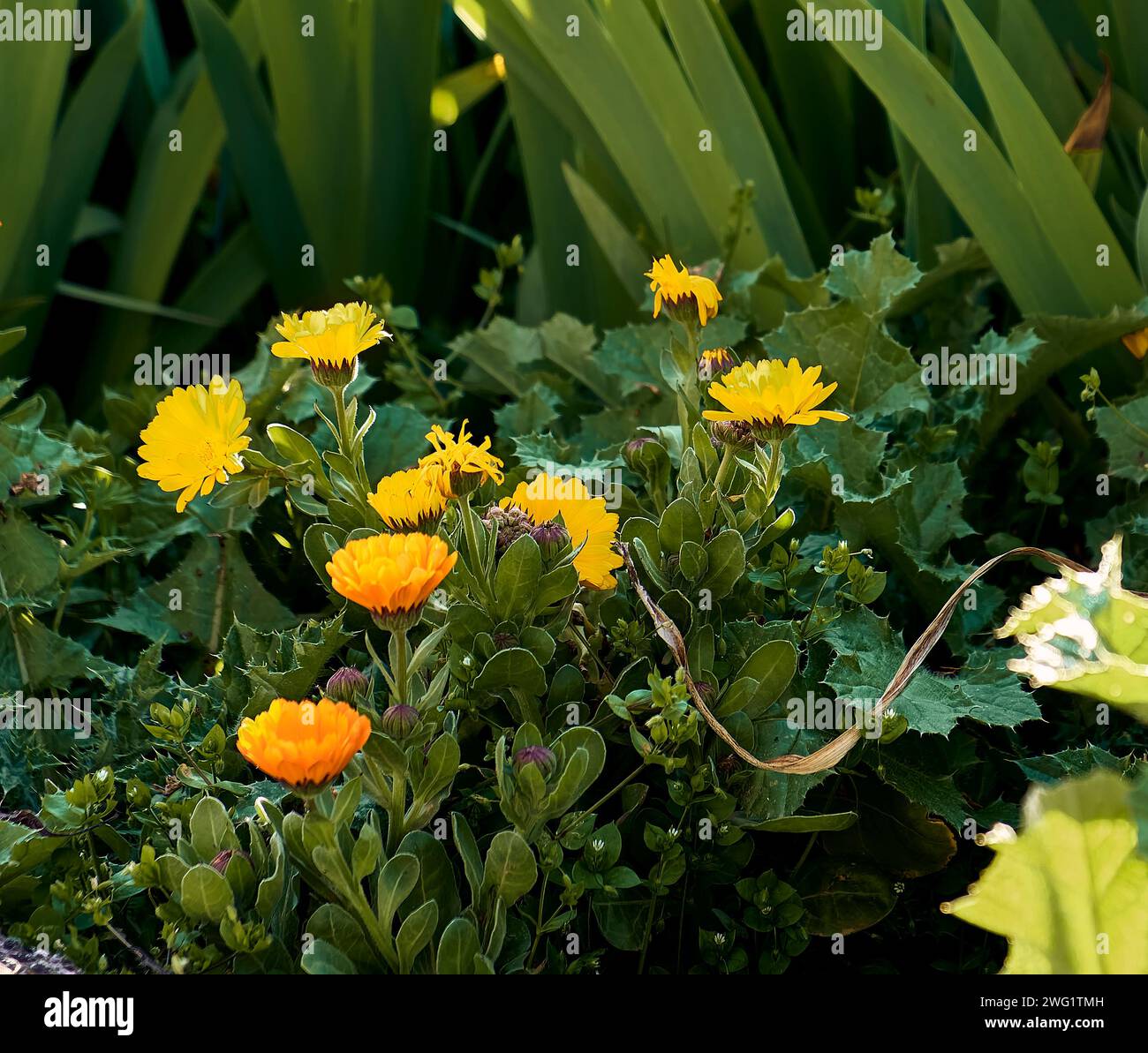 Marigolds (Calendula officinalis), lilies (Iris) and thistle (Silybum marianum) in the patio of a town house. Detail plan. Stock Photo