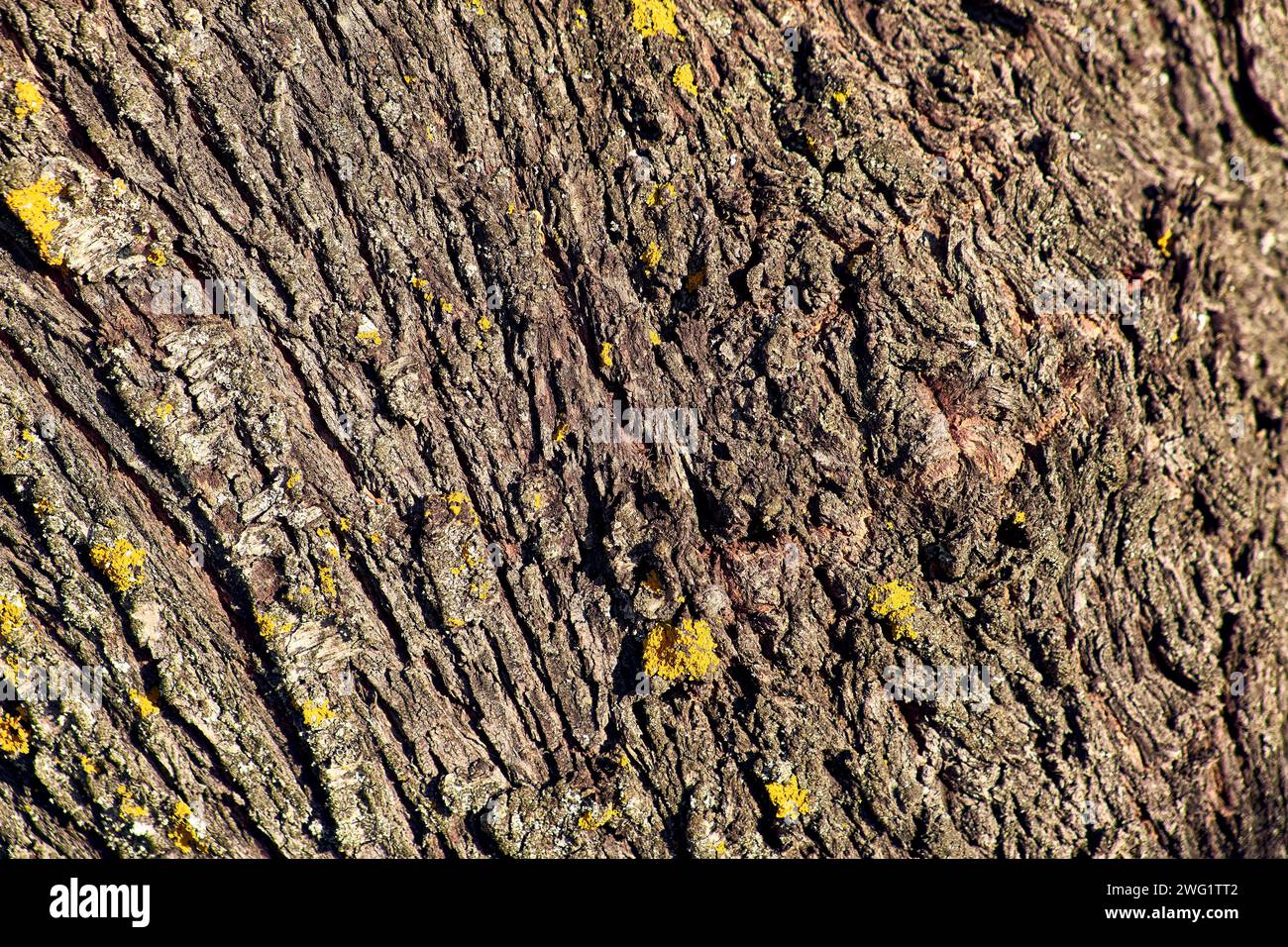 Almond tree in the patio of a town house. Detail plan of almond bark with lichen (holobionte). Stock Photo