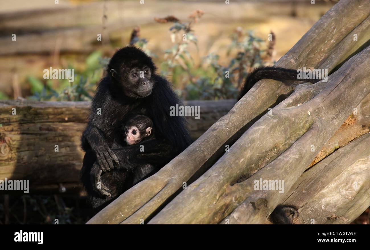 Black Spider Monkey With Baby (Ateles paniscus) Stock Photo