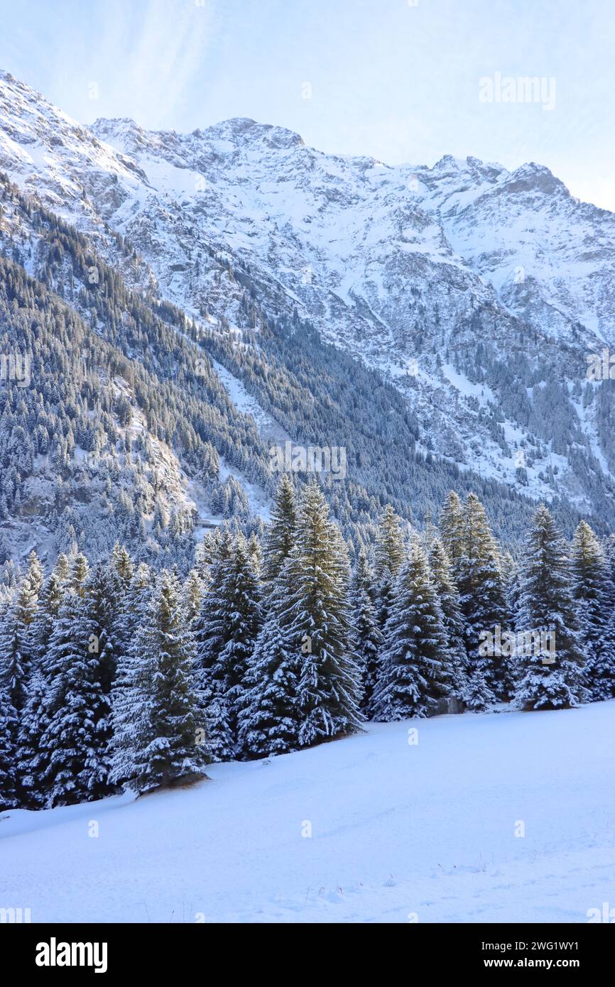 Winterliche Berglandschaft mit verschneiten Tannen im Vordergrund. Misox, Graubünden, Schweiz Stock Photo