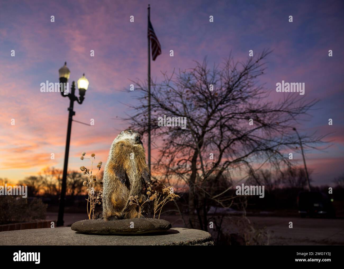 Unadilla Billie, the town's newest taxidermied groundhog, sits on a