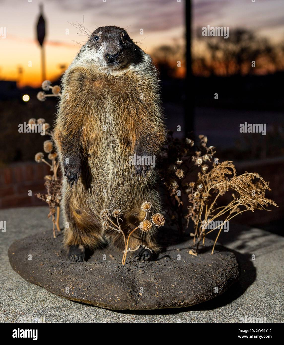 Unadilla Billie, the town's newest taxidermied groundhog, sits on a