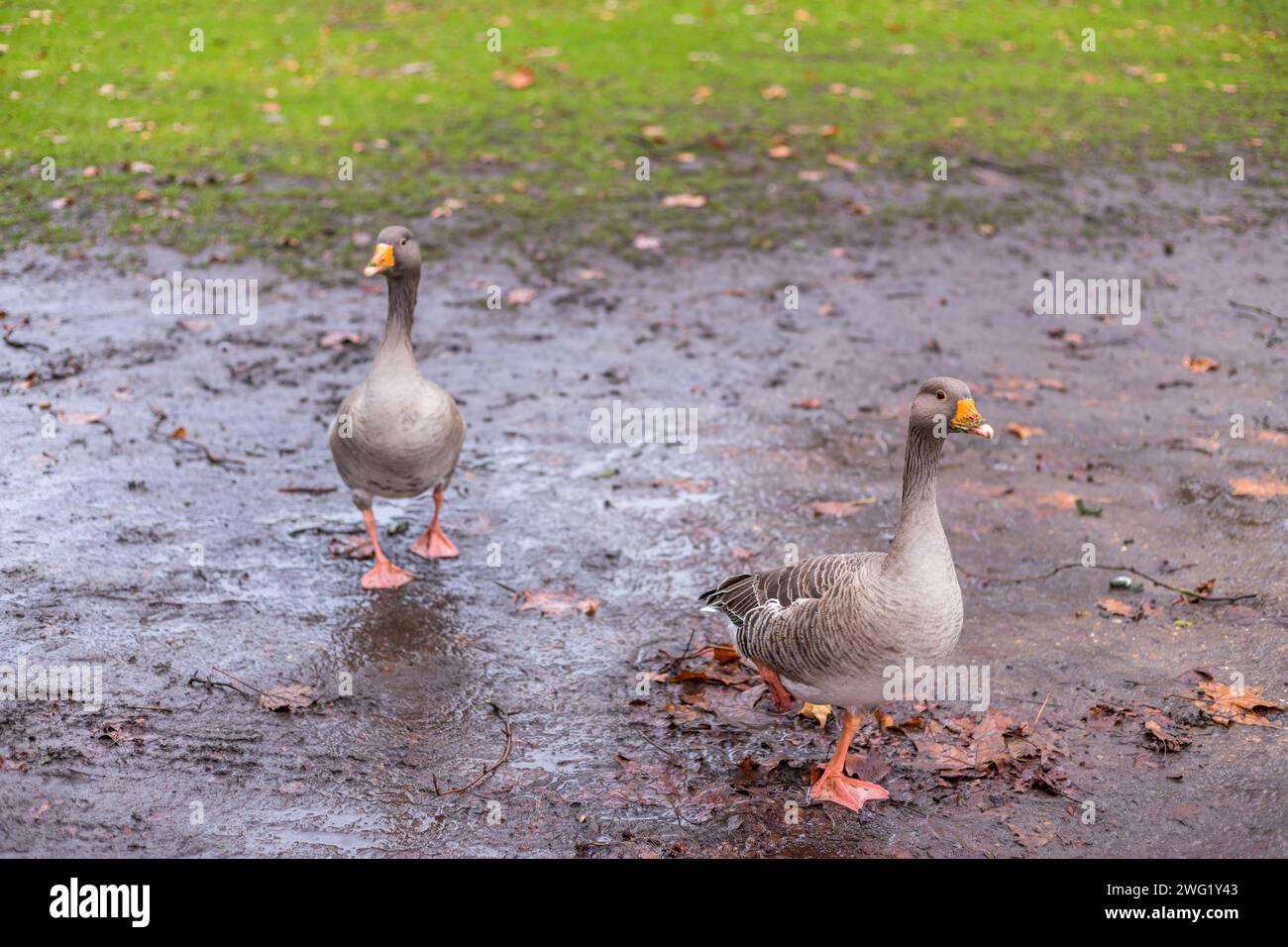 Ducks in Hyde Park. London, United Kingdom Stock Photo