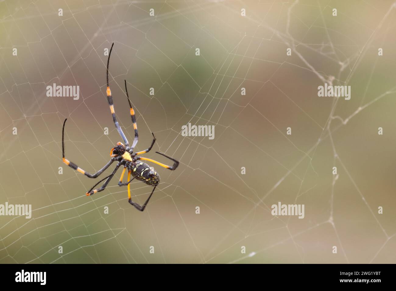 Afrikanische Seidenspinne / Banded-legged golden orb-web spider / Nephila senegalensis Stock Photo