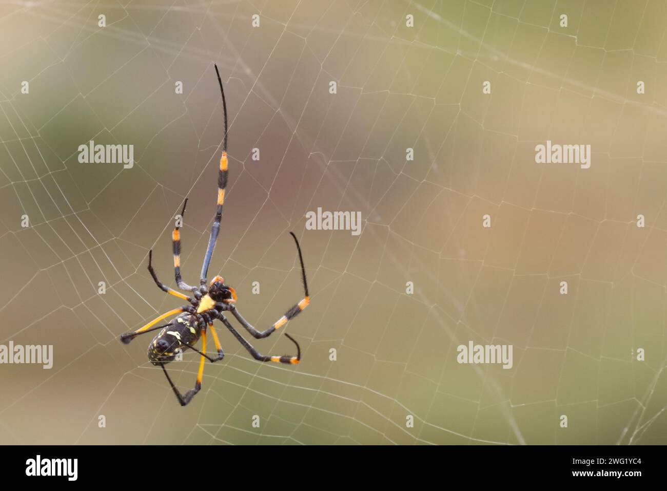 Afrikanische Seidenspinne / Banded-legged golden orb-web spider / Nephila senegalensis Stock Photo