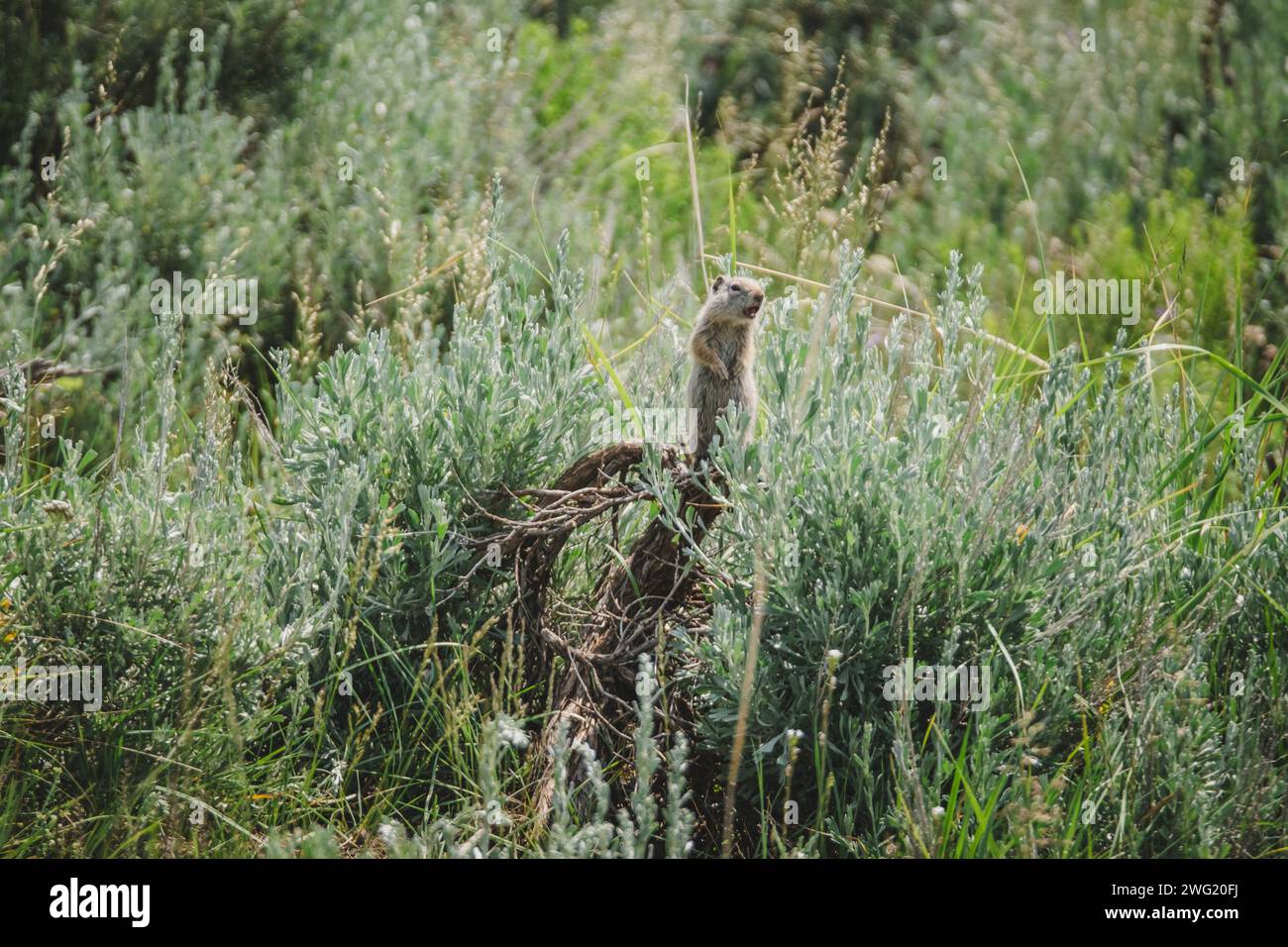 Uinta ground squirrel shouting in the Lamar Valley of Yellowstone ...