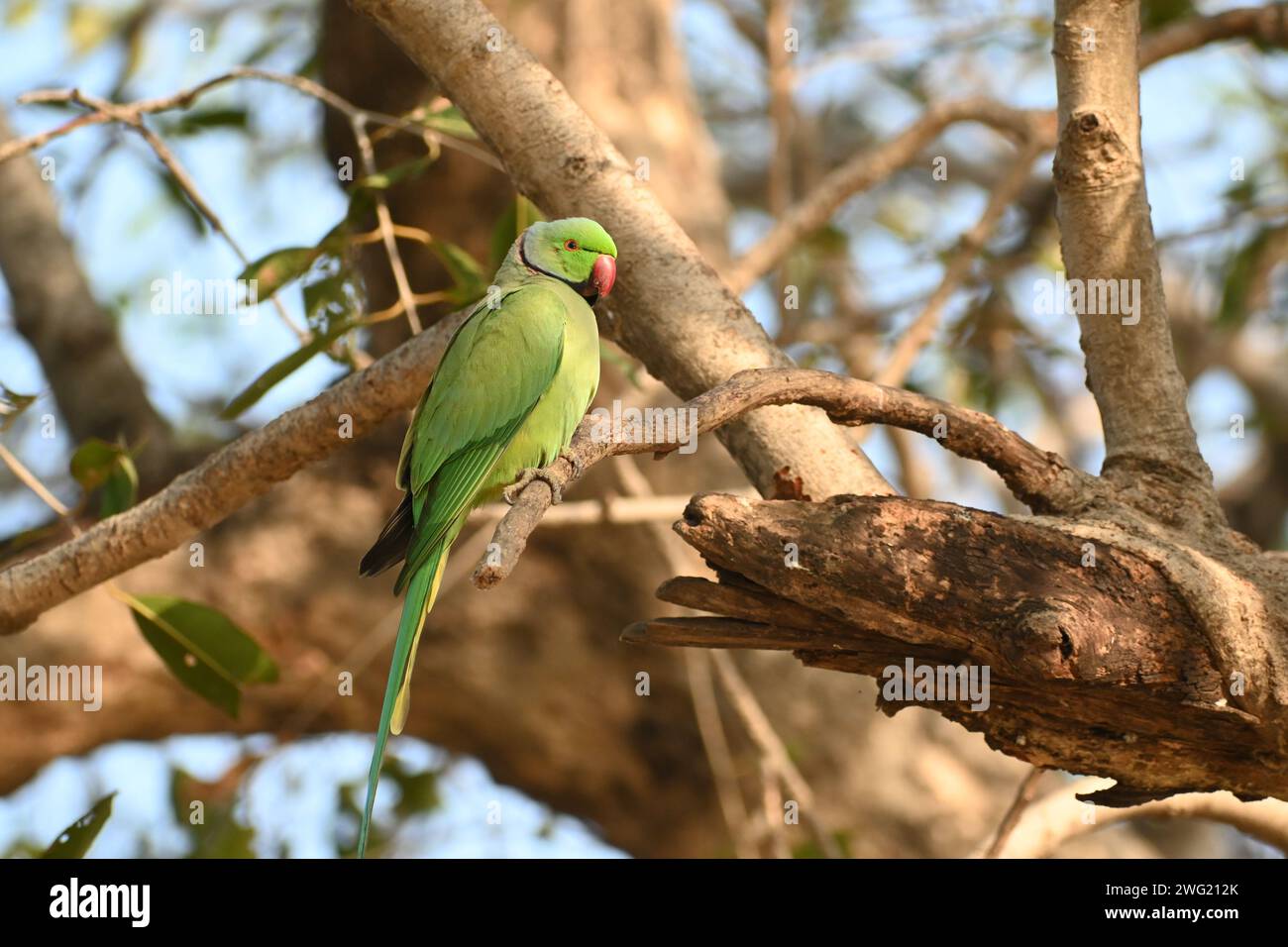 A  rose ringed parrot is seen sitting on a branch of a tree Stock Photo