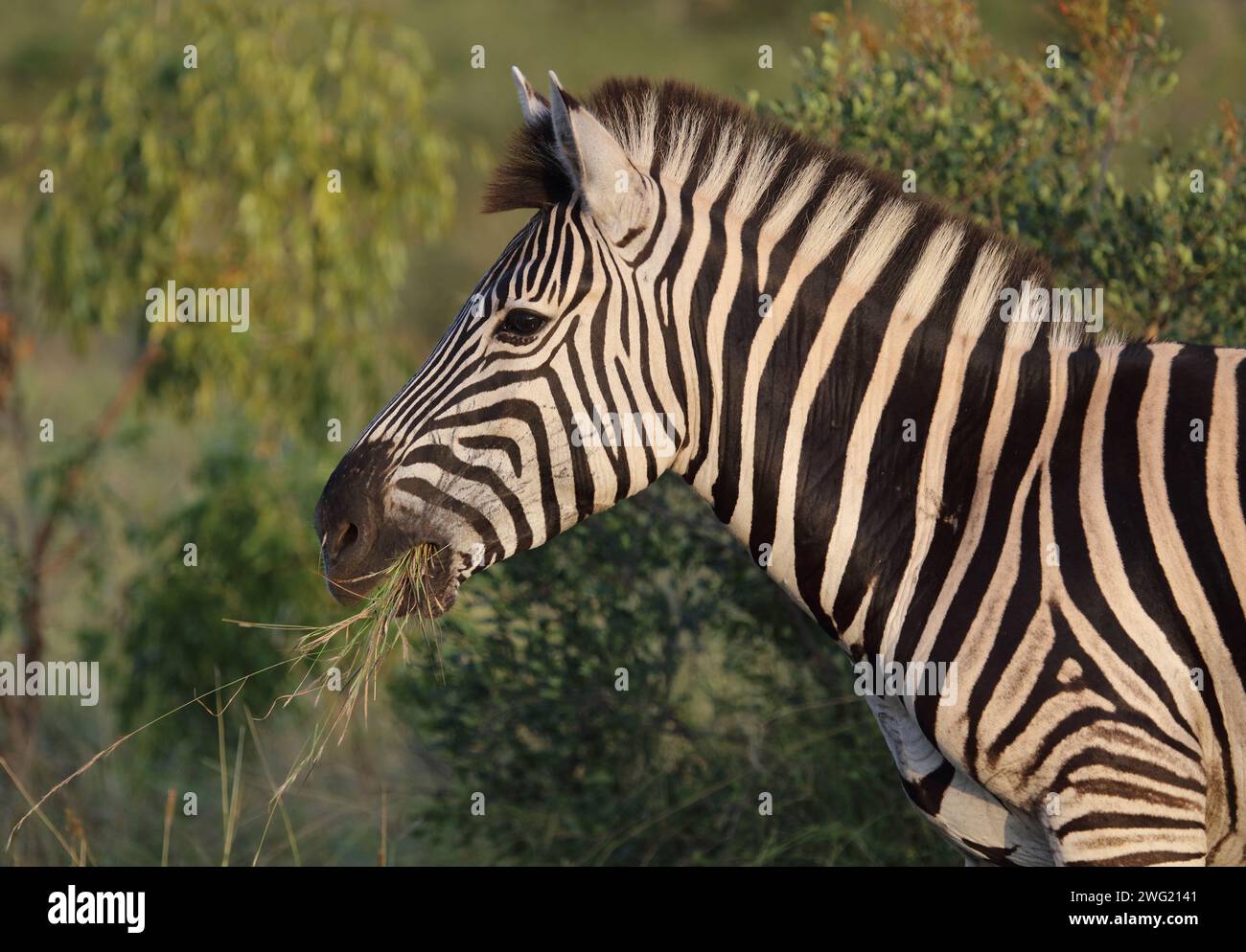 Steppenzebra / Burchell's zebra / Equus quagga burchellii Stock Photo ...