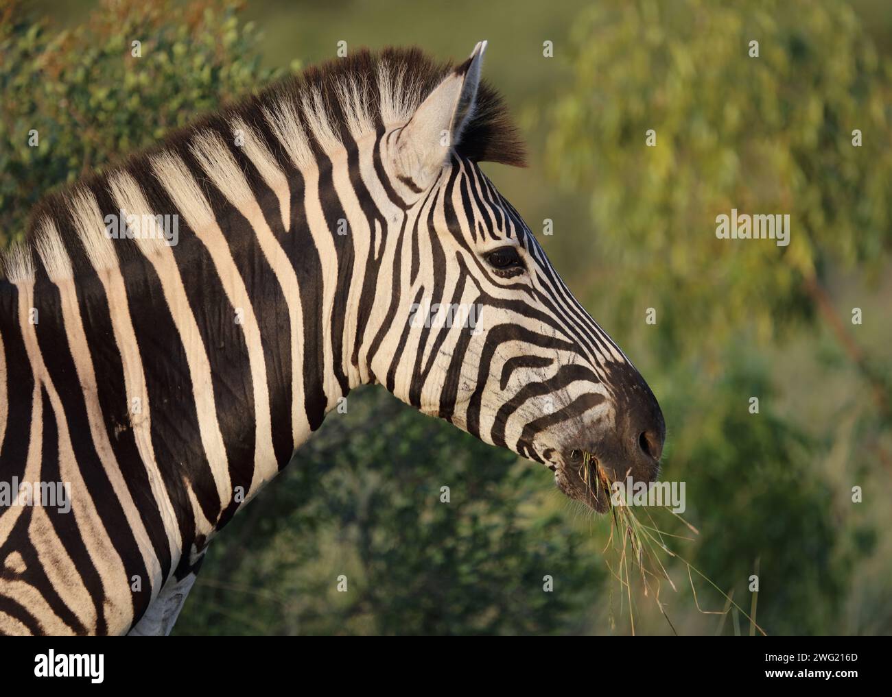 Steppenzebra / Burchell's zebra / Equus quagga burchellii Stock Photo ...