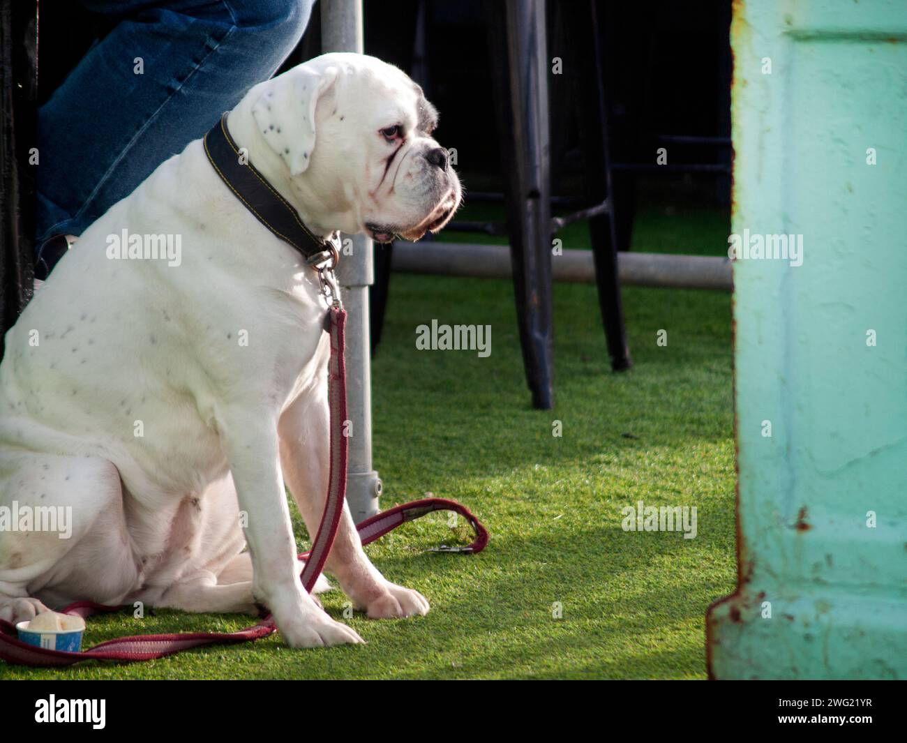 A dog waits in Brighton Stock Photo