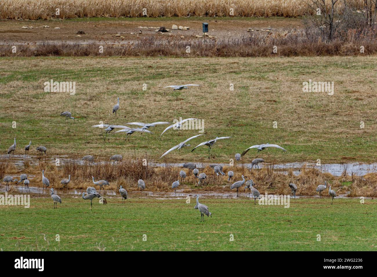 A group of sandhill cranes landing among other cranes in a farm field in a grassy muddy area with water in wintertime Stock Photo