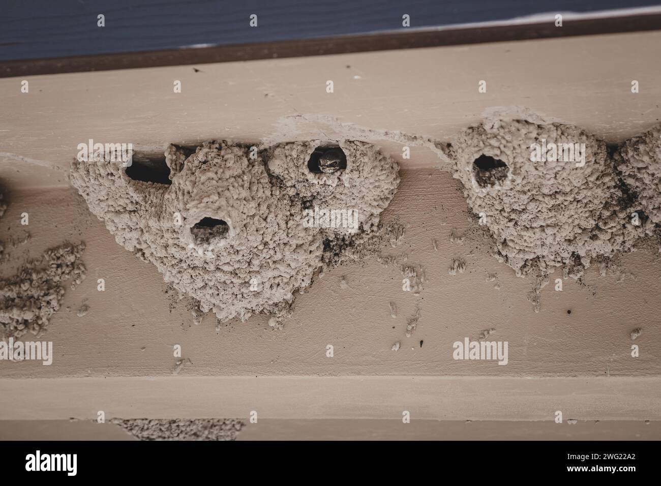 Swallows nesting in the eaves of a building in Badlands National Park